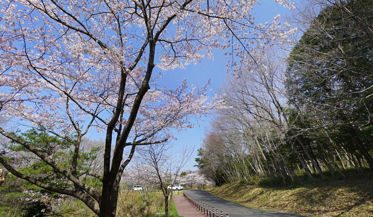 水戸市桜花見おすすめスポットの森林公園 こどもの谷広場付近の桜