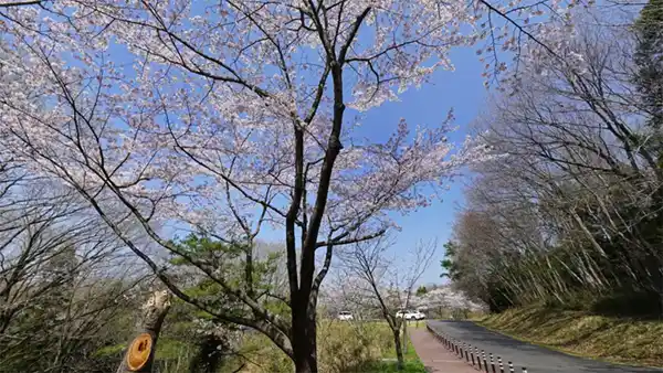水戸市桜花見おすすめスポットの森林公園 こどもの谷広場付近の桜