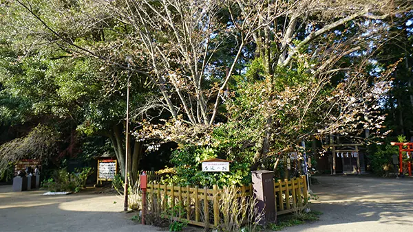 水戸八幡宮左近の桜