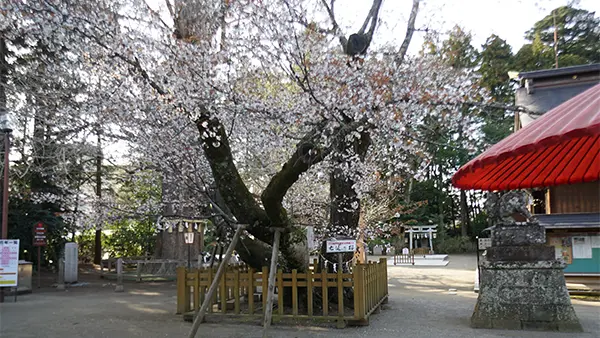 水戸市桜花見スポットの水戸八幡宮