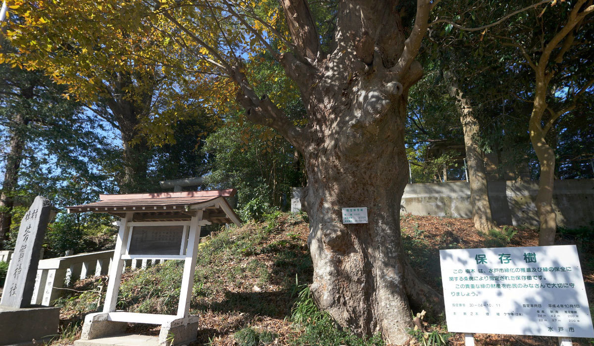 水戸市古木おすすめ観光スポットの芳賀神社のケヤキ
