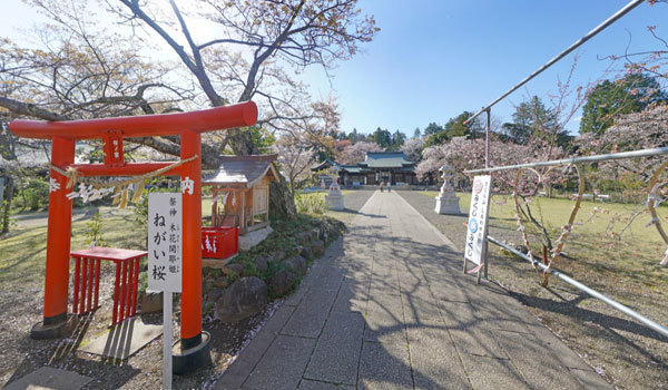 水戸市桜花見名所の茨城県護国神社