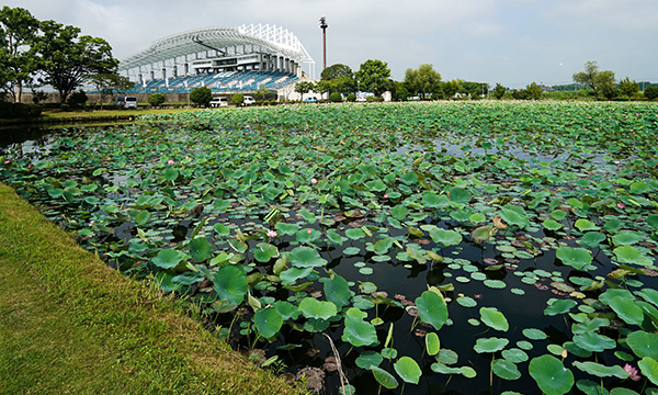 水戸市のハスの花・蓮池季節観光名所の小吹水源池公園VRツアー