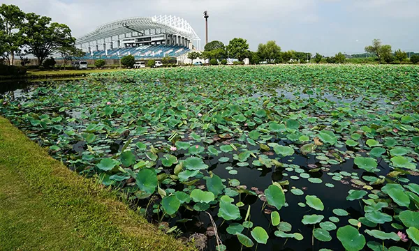 茨城県のハスの花・蓮池おすすめ季節観光名所の小吹水源池公園VRツアー