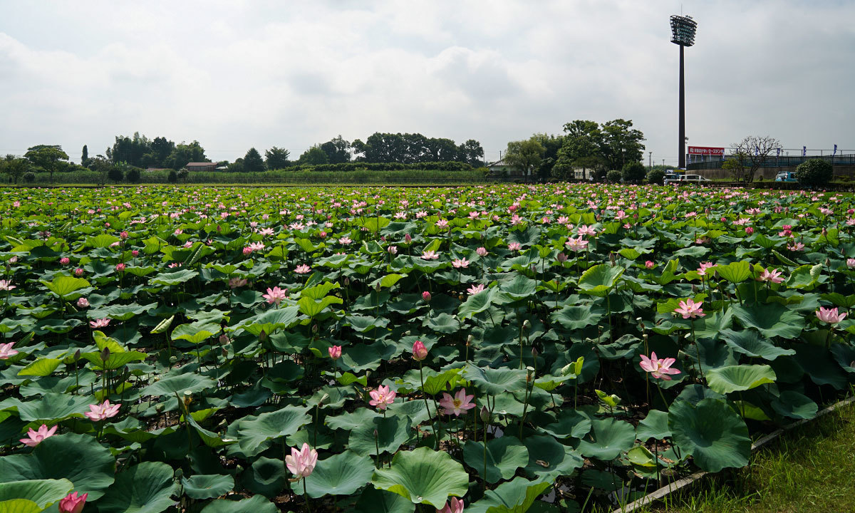 小吹水源池公園のハスの花・蓮池のVRツアー