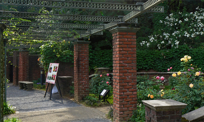 茨城県水戸市の七ツ洞公園のバラ