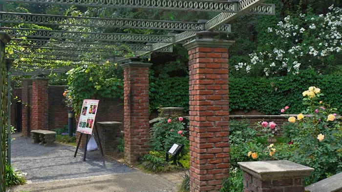 茨城県水戸市の七ツ洞公園のバラ