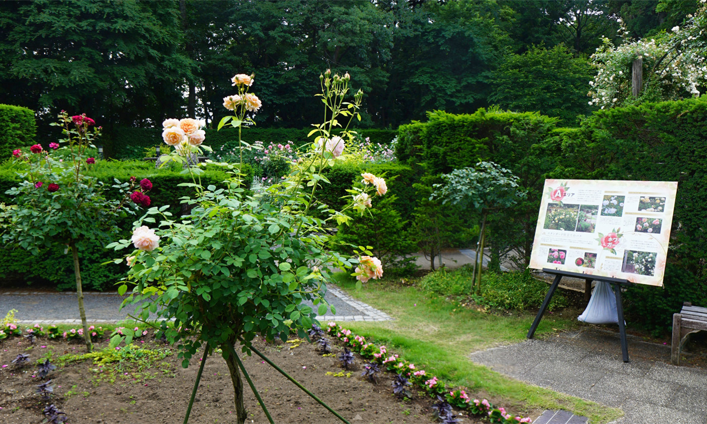 茨城県水戸市の七ツ洞公園のバラの観光VRツアー