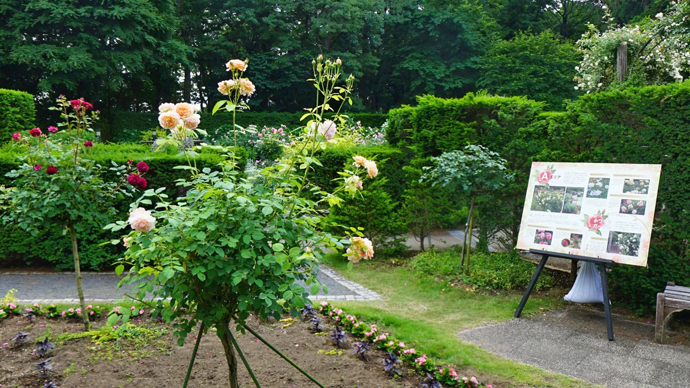 茨城県水戸市の七ツ洞公園のバラの観光VRツアー