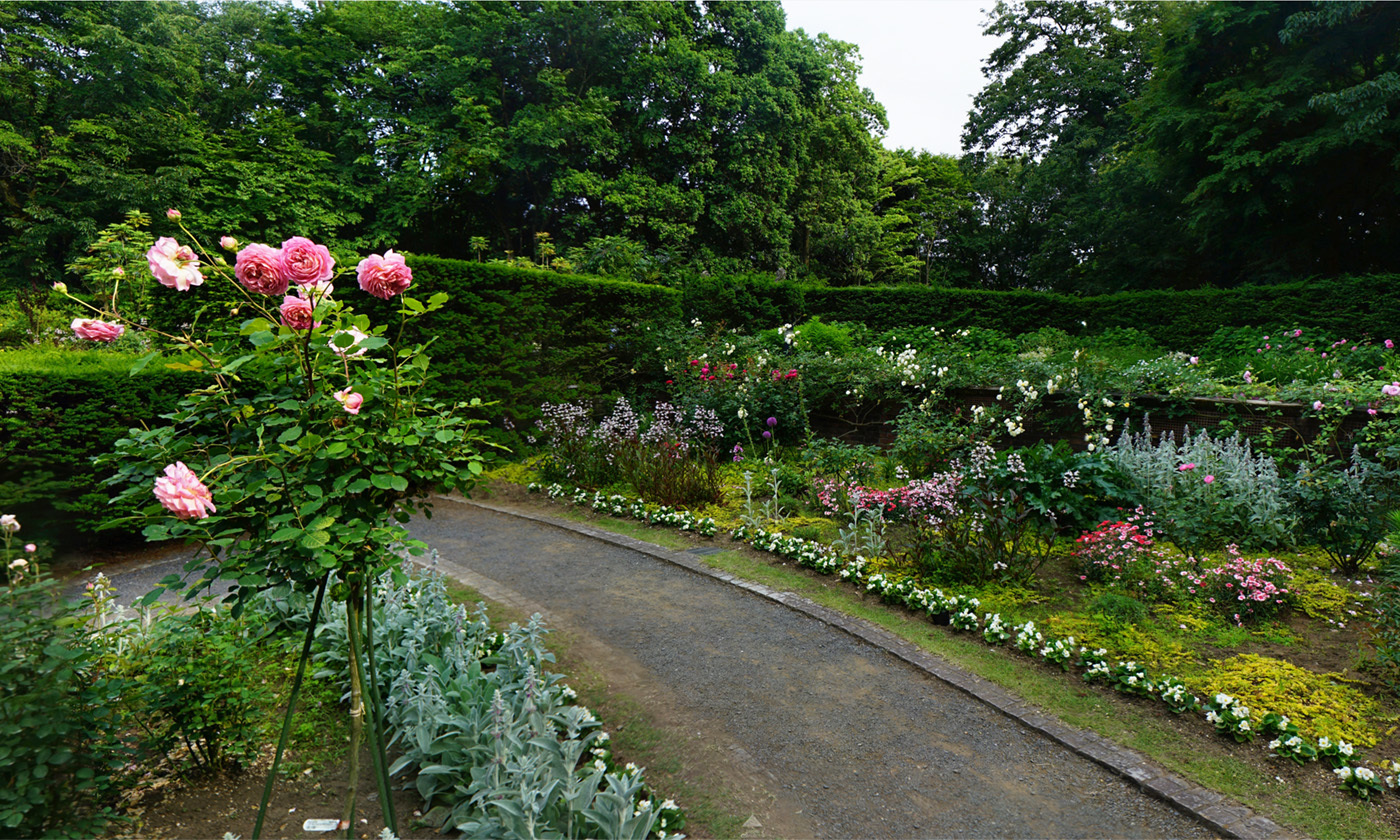 茨城県水戸市の七ツ洞公園・様々なバラ