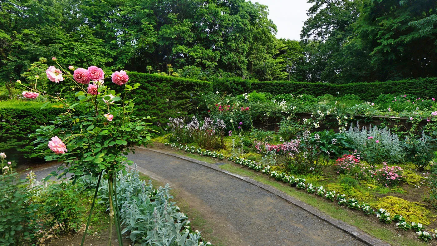 茨城県水戸市の七ツ洞公園・様々なバラ