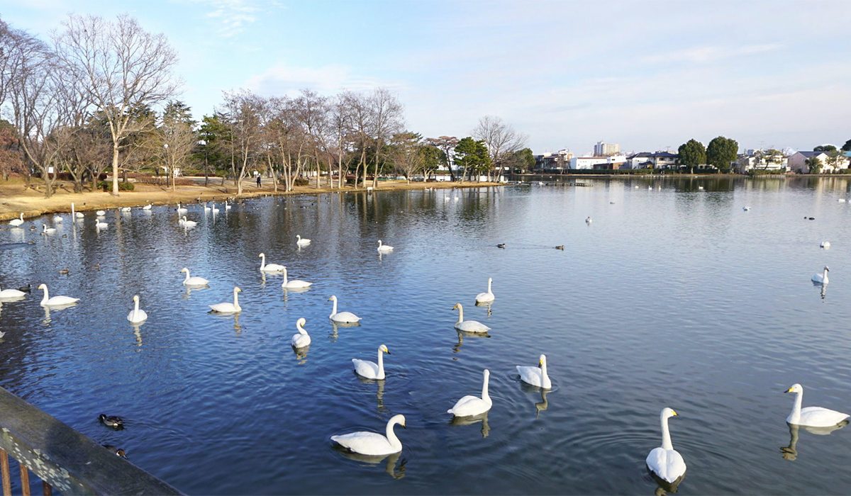 水戸市おすすめ白鳥飛来スポットの大塚池