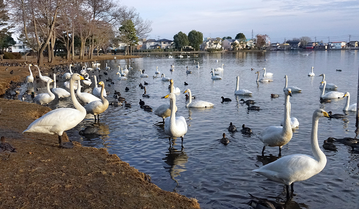 白鳥の飛来地の大塚池西側