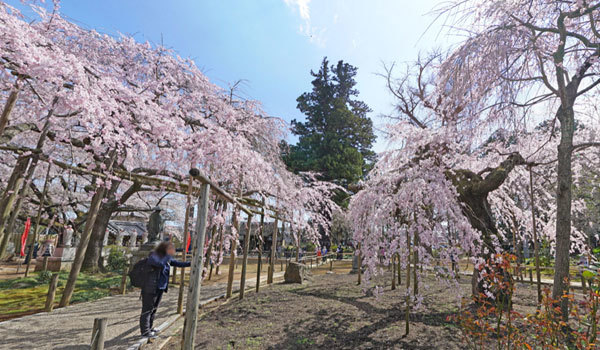 茨城県の桜 花見の名所 桜祭り観光スポット案内 茨城vrツアー 茨城県の桜 花見の名所 桜祭り観光スポット案内 茨城vrツアー