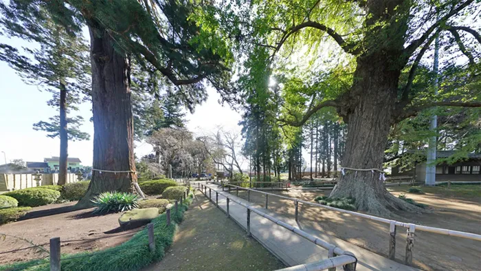 水戸市巨木おすすめ観光スポットの六地蔵寺の大スギと大イチョウ
