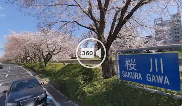水戸市の桜おすすめスポットの桜川の観光VR動画