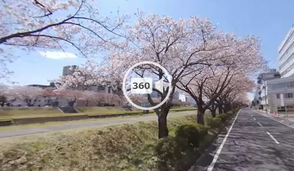 水戸市の桜おすすめスポットの桜川の観光VR動画
