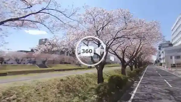 水戸市の桜おすすめスポットの桜川の観光VR動画