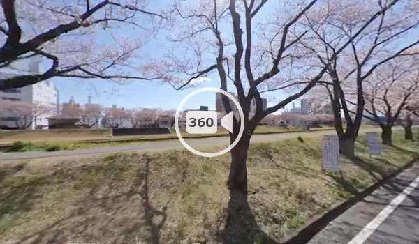 水戸市の桜おすすめスポットの桜川の観光VR動画