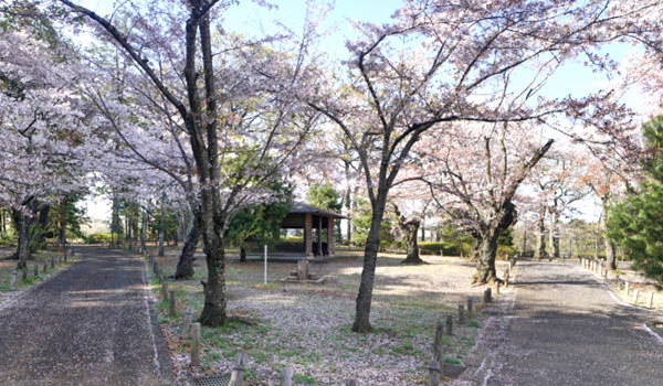 水戸市の花見名所の桜山公園
