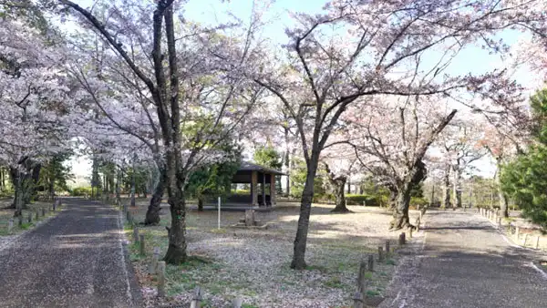 水戸市の偕楽園桜山公園の桜・桜まつりの景観