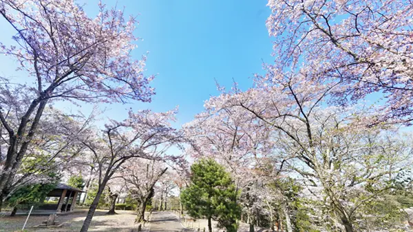 水戸市の桜の名所・花見スポット一覧:画像1
