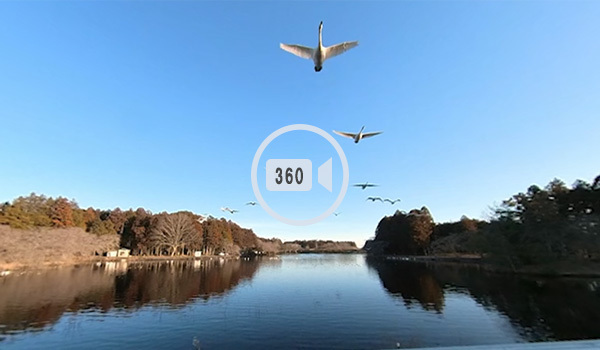 水戸市鯉淵町の清水沼の白鳥のVR動画