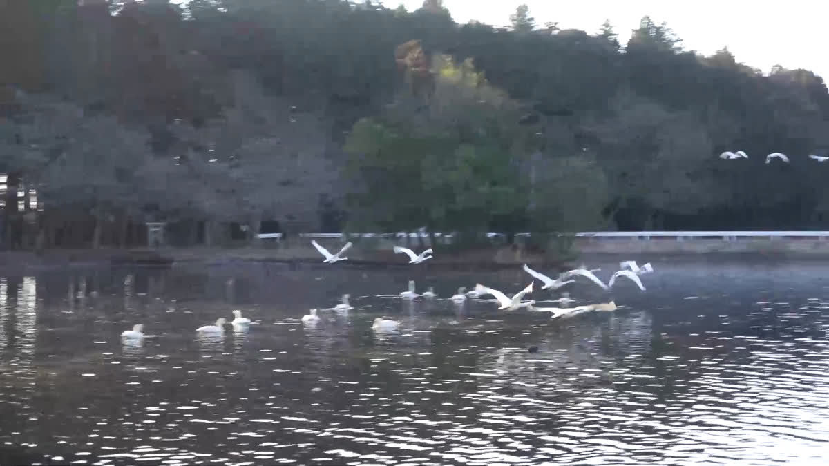水戸市清水沼の白鳥の朝の飛翔の様子