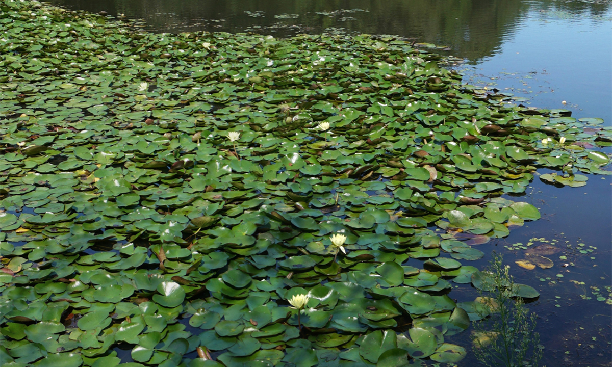 水戸市植物公園・小池のスイレンの花のVRツアー
