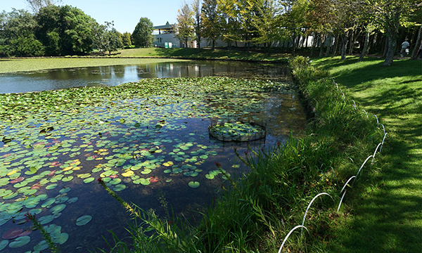 茨城県水戸市のスイレンおすすめスポットの水戸市植物公園の小池