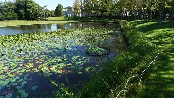 茨城県水戸市のスイレンおすすめスポットの水戸市植物公園の小池