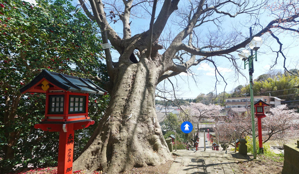 水戸市巨木おすすめスポットの吉田神社の大ケヤキVRツアー