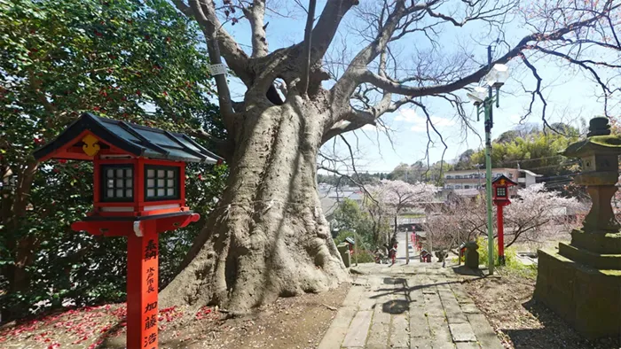 水戸市巨木おすすめ観光スポットの吉田神社の大ケヤキ
