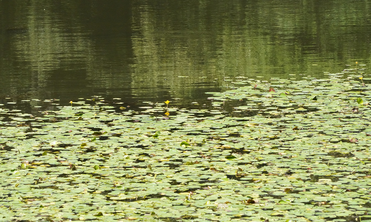 水戸市植物公園の小池のアサザの花