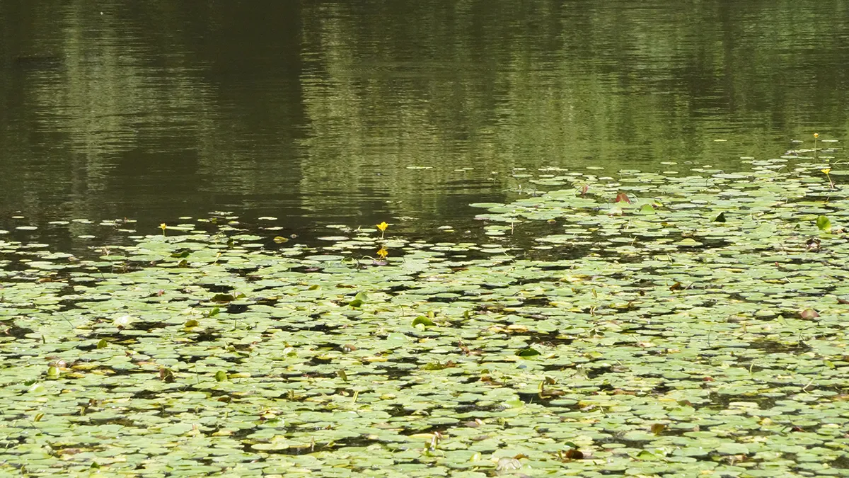 水戸市植物公園の小池のアサザの花