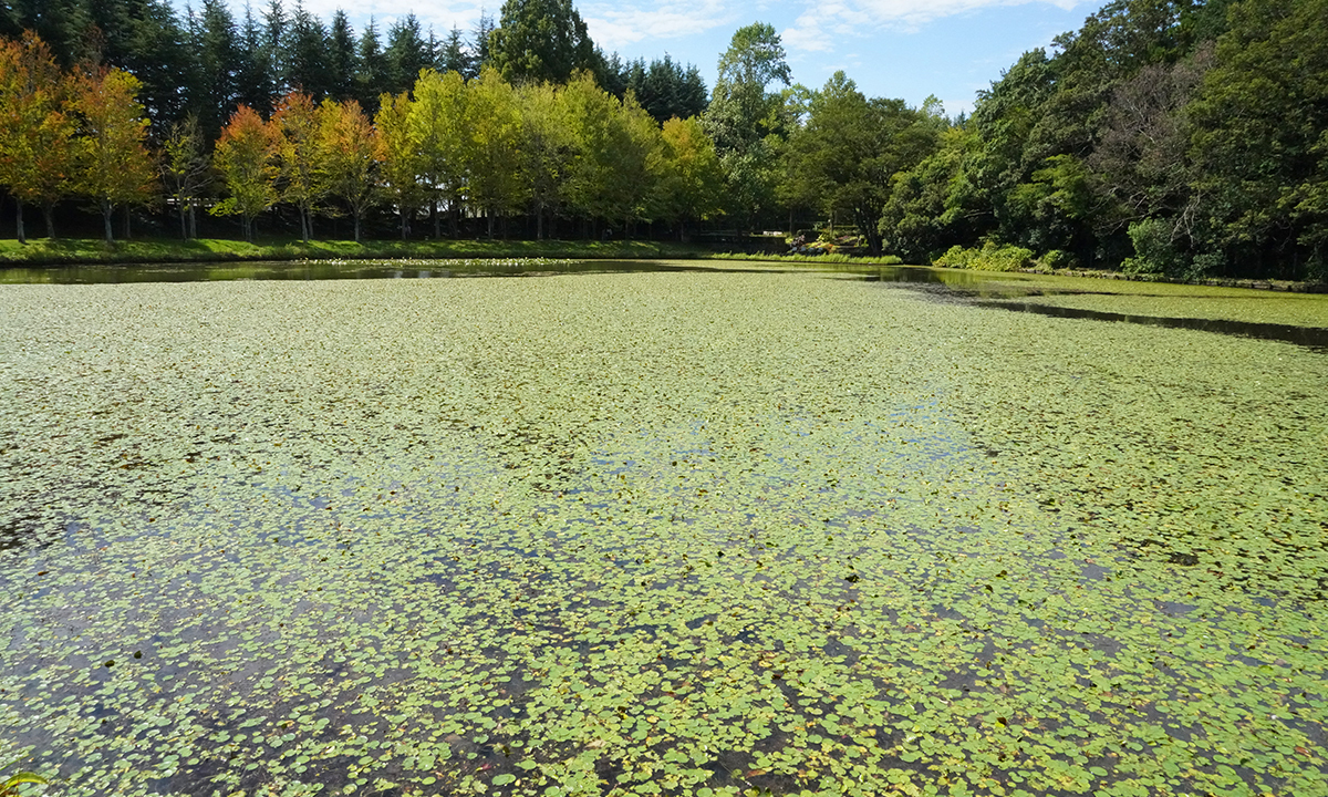 水戸市植物公園の小池の東側からの写真