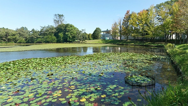 水戸市植物園のアサザの景観と茨城県のアサザ群生地案内ページの水戸市植物公園へのリンク