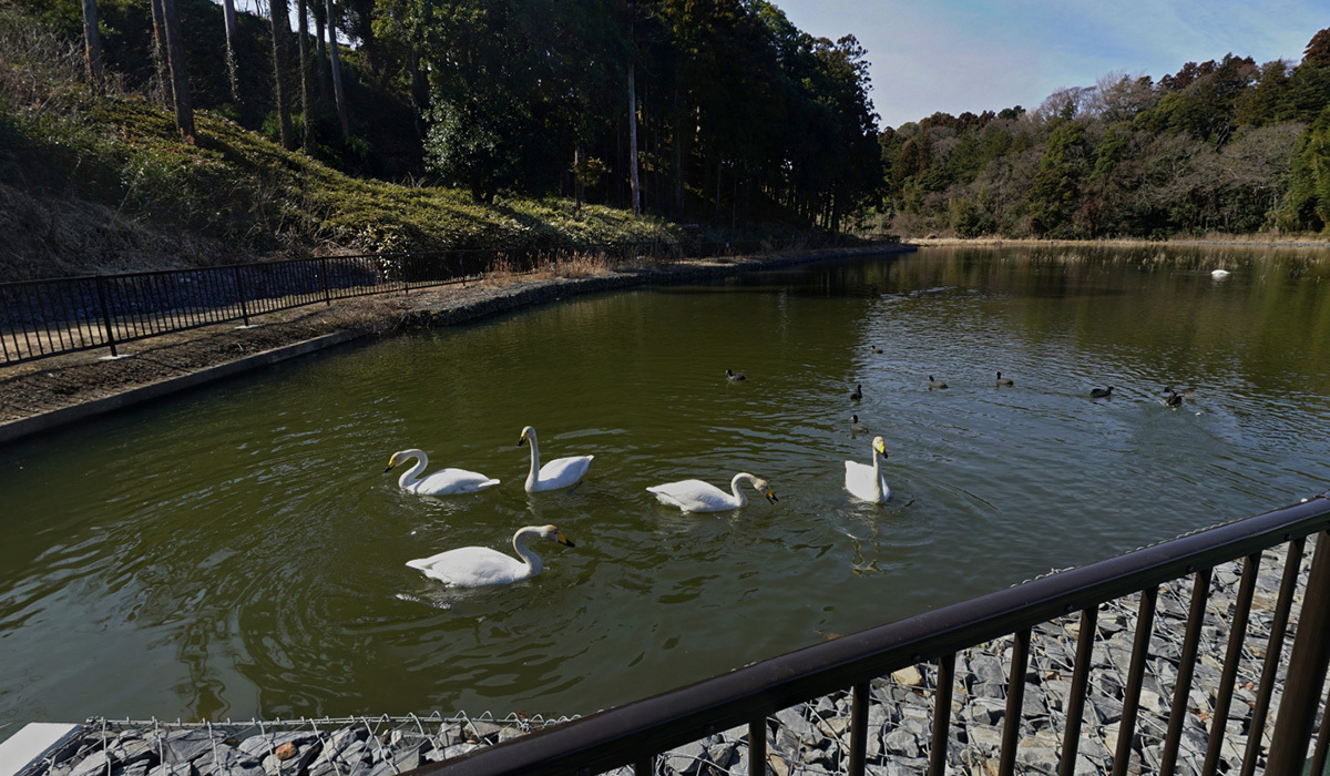 茨城県水戸市の白鳥飛来地・常照寺池(富士池)の白鳥
