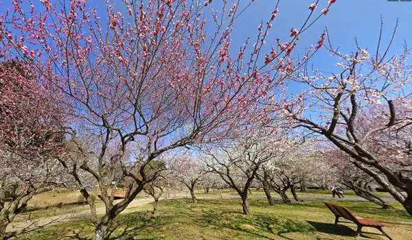 茨城県水戸市観梅観光スポットの偕楽園拡張部にある猩々梅林