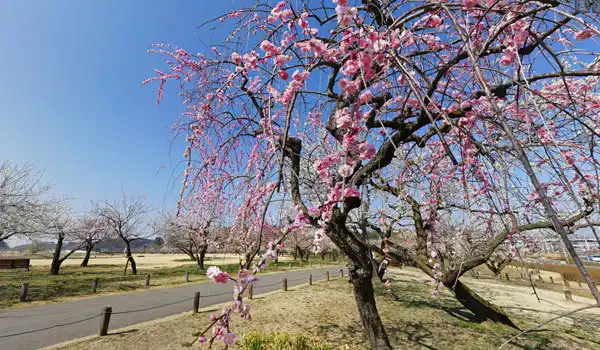 茨城県水戸市観梅観光スポットの偕楽園拡張部にある田鶴鳴梅林