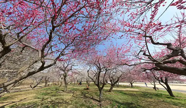 茨城県水戸市観梅観光スポットの偕楽園拡張部にある窈窕梅林