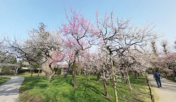 茨城県水戸市観梅観光名所の弘道館公園の梅園