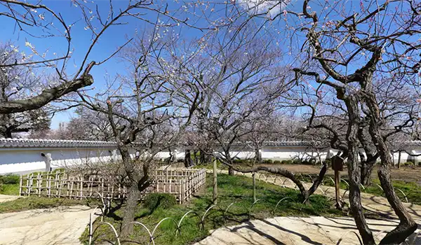 茨城県水戸市観梅観光名所の弘道館正庁の梅園