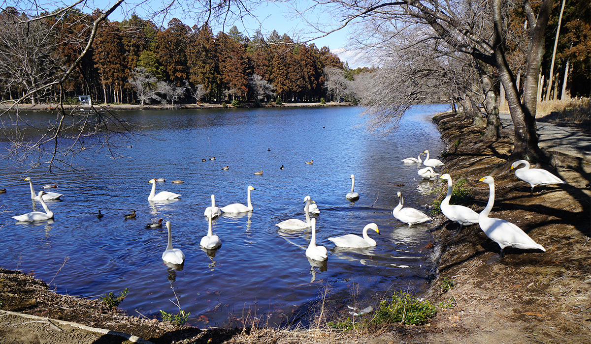 茨城県水戸市の白鳥飛来地おすすめスポットの清水沼