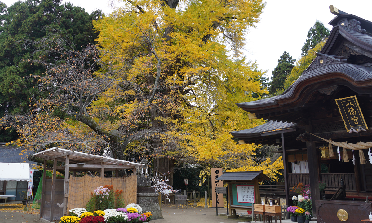 茨城県水戸市の水戸八幡宮の拝殿とお葉月イチョウの黄葉