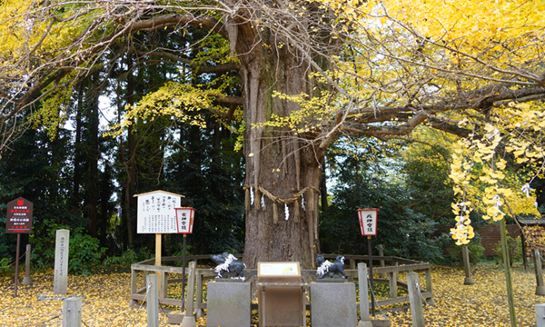 水戸市の白旗山八幡宮のお葉付イチョウ