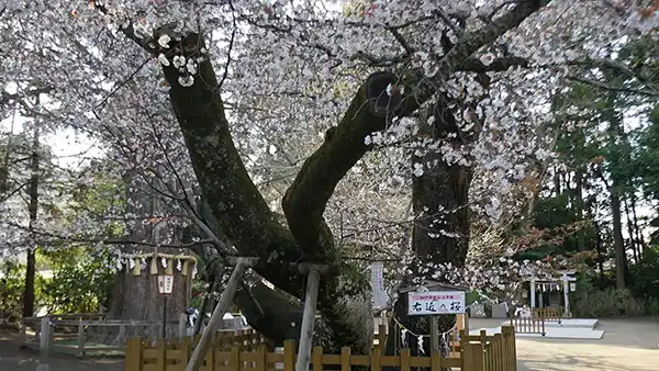 水戸市の水戸八幡宮の山桜