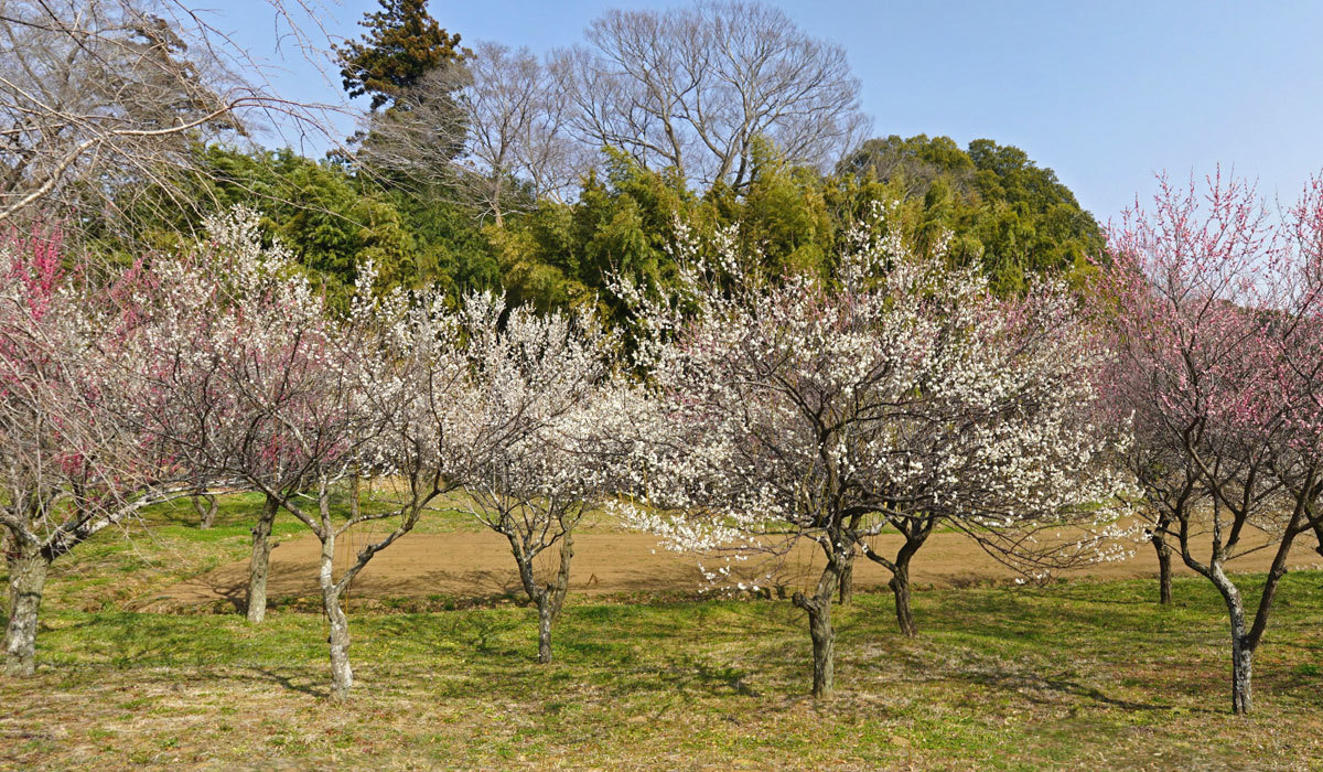 常総市おすすめ観梅スポットの坂野家住宅の梅林