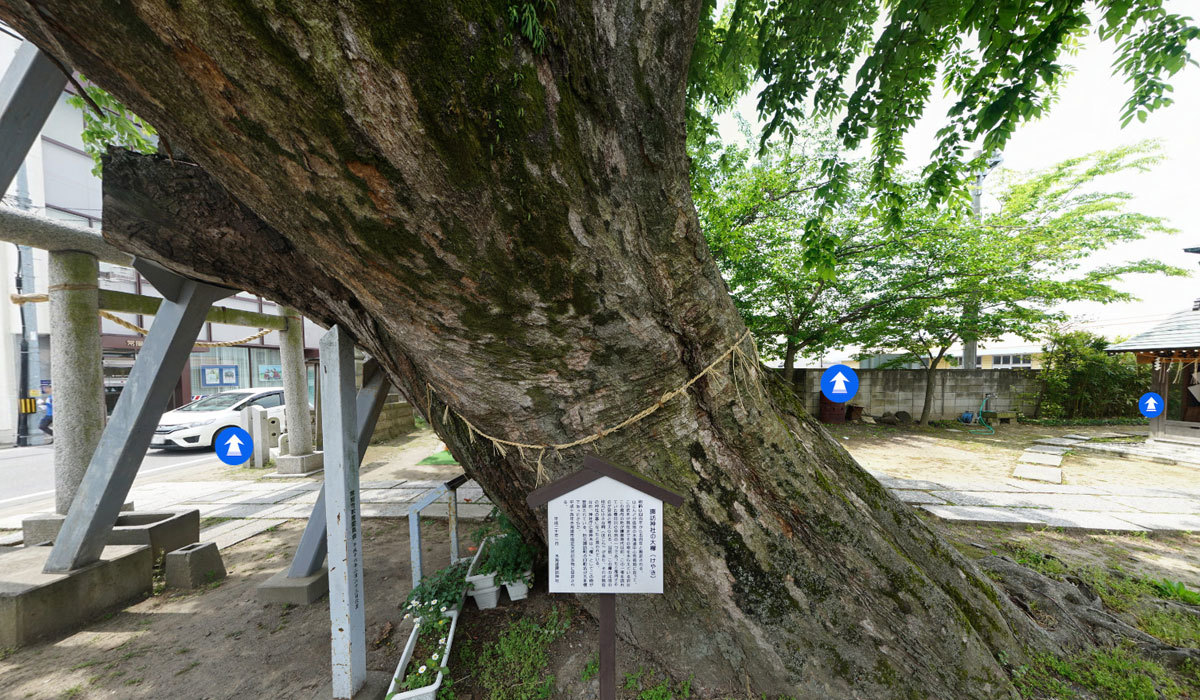 常総市巨木おすすめ観光スポットの水海道諏訪神社の大ケヤキVRツアー