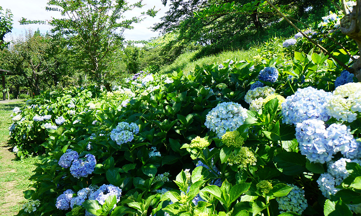 守谷市四季の里公園の菖蒲園脇のアジサイ